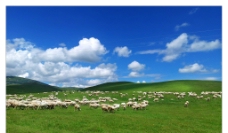 大自然草原羊群图片