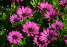 紫红花图片