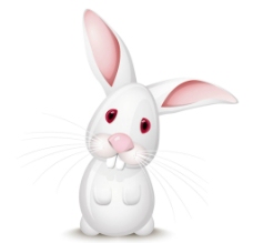 白色大耳兔图片