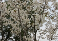 顾村公园樱花 樱花节图片